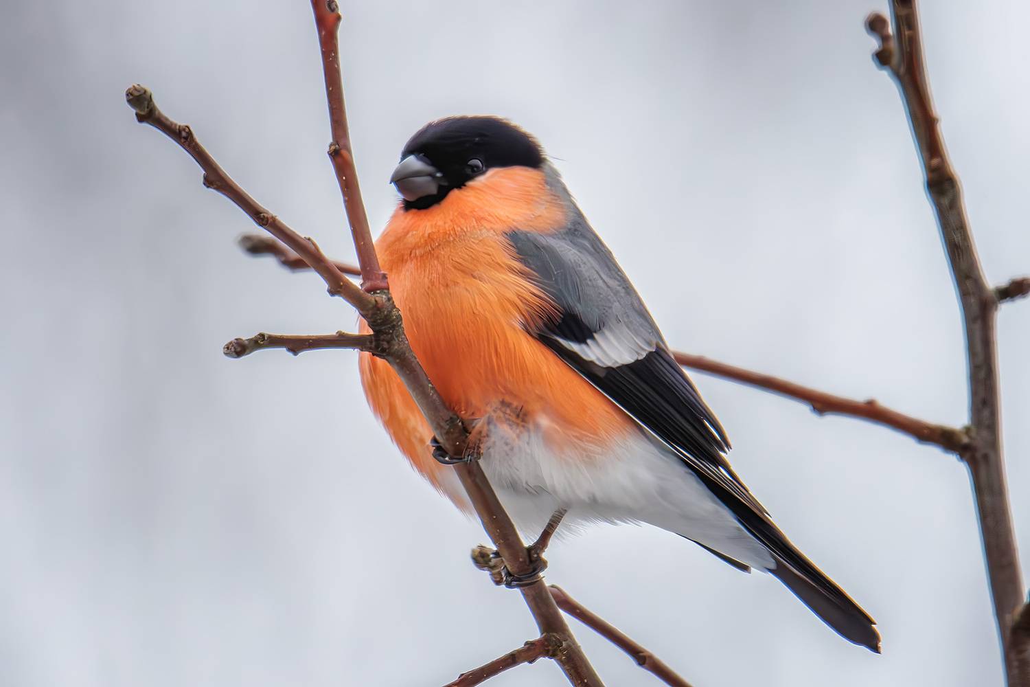 , Морозов Сергей