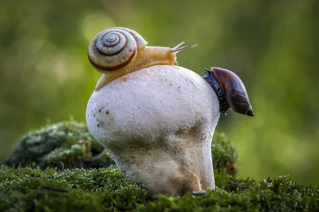 , Анатольевич