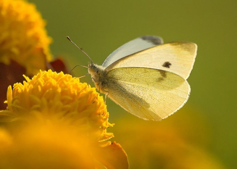 *** фото превью