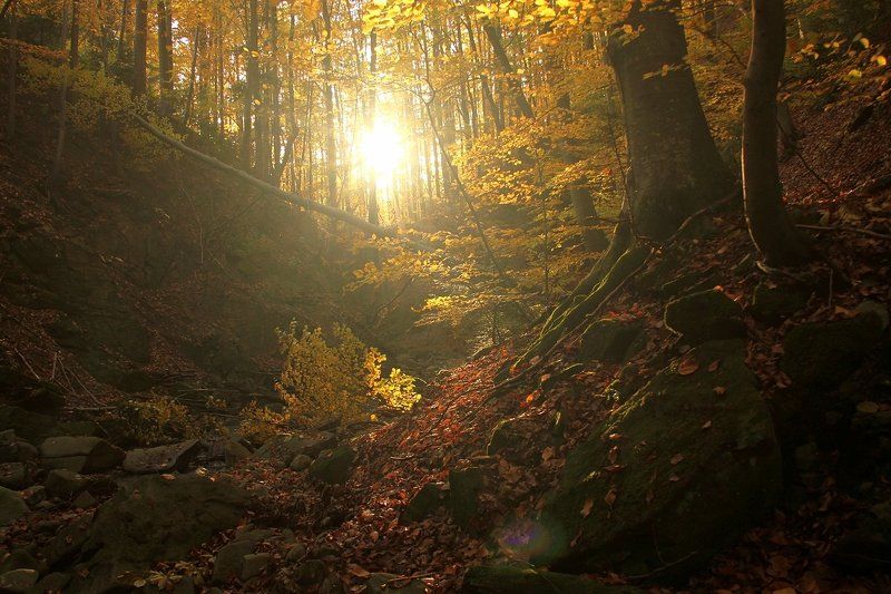 Autumn фото превью