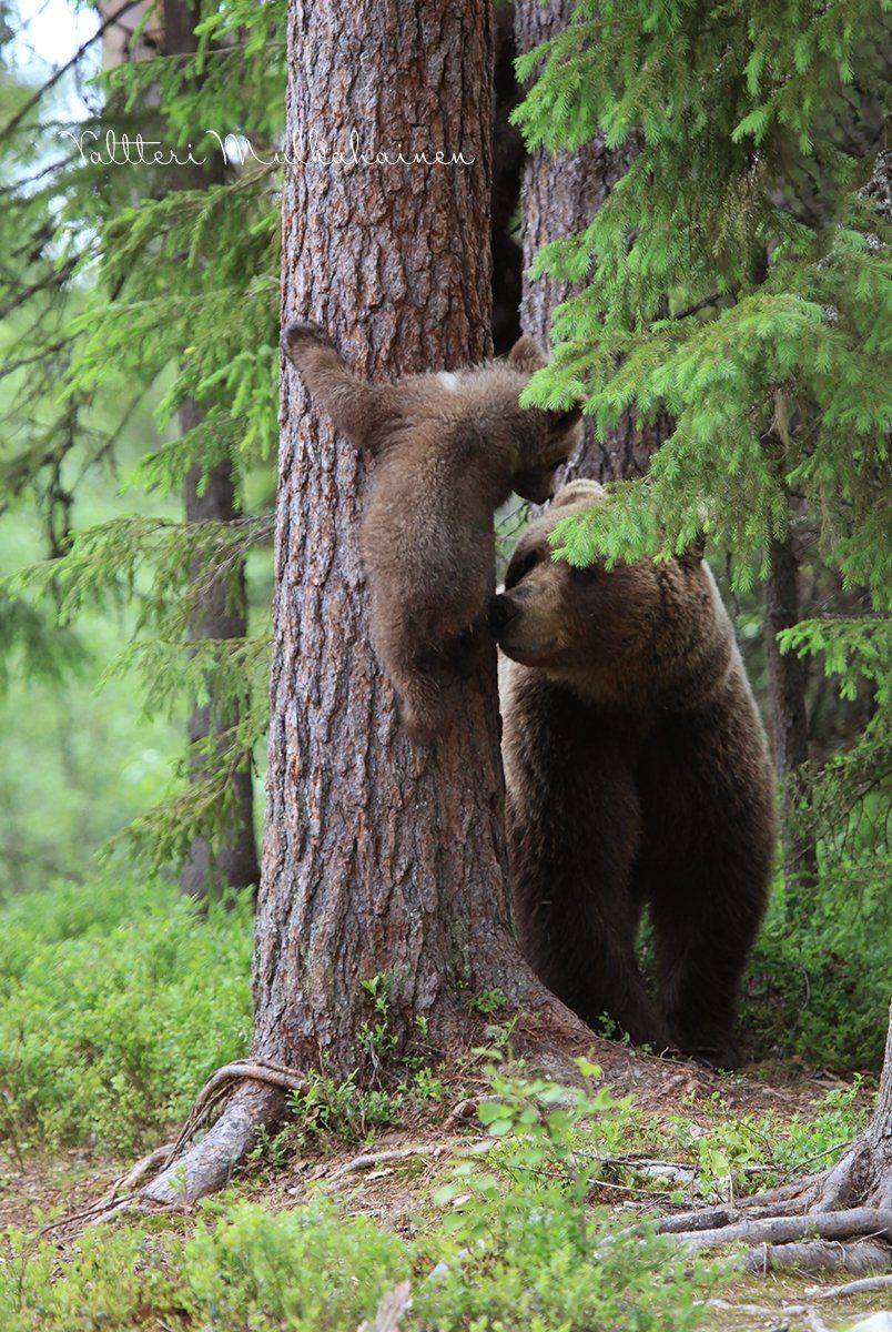 , Valtteri Mulkahainen