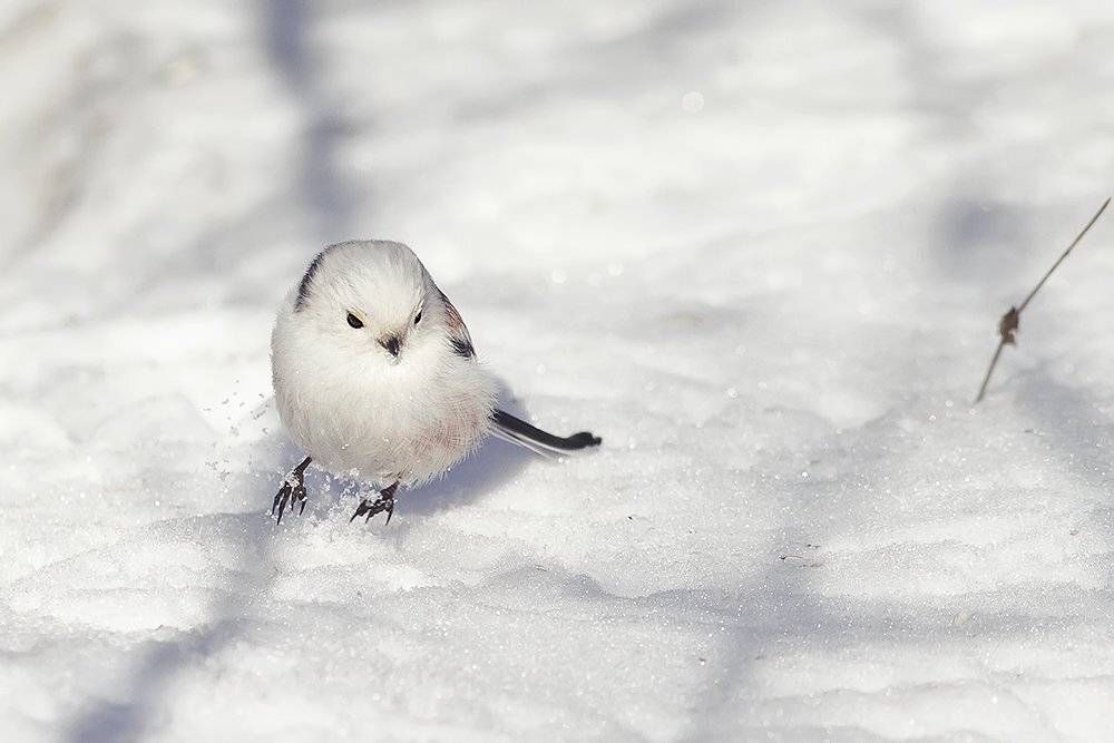 Синица, Наталья