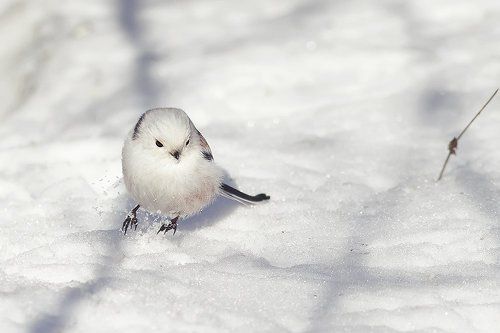 маленький снеговик