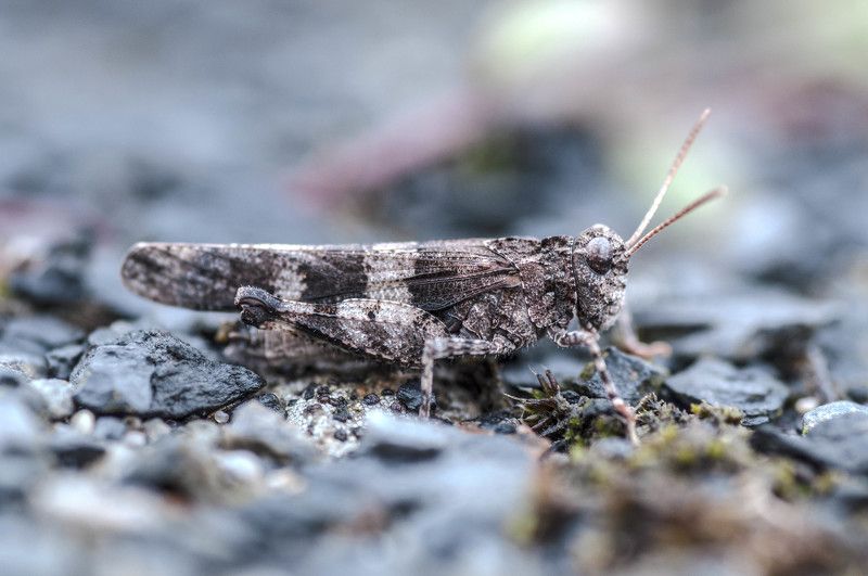 ..._... фото превью