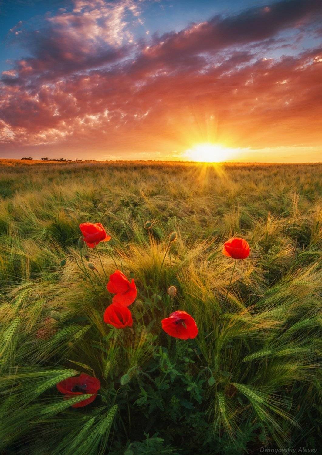 , Алексей Дранговский