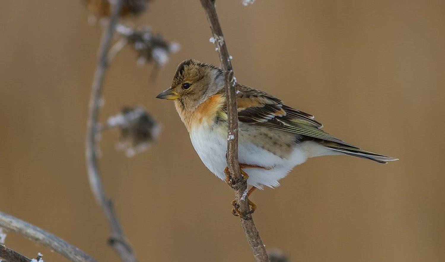 Вьюрок, юрок, Тесленко Игорь