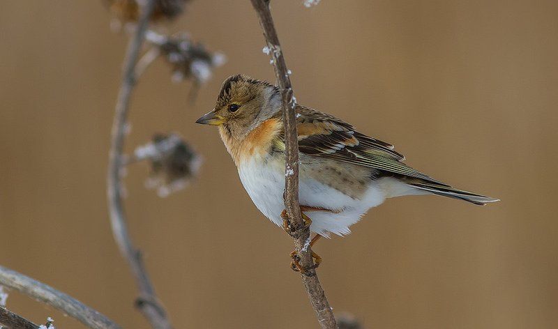 Вьюрок, юрок Юрок обыкновенный фото превью
