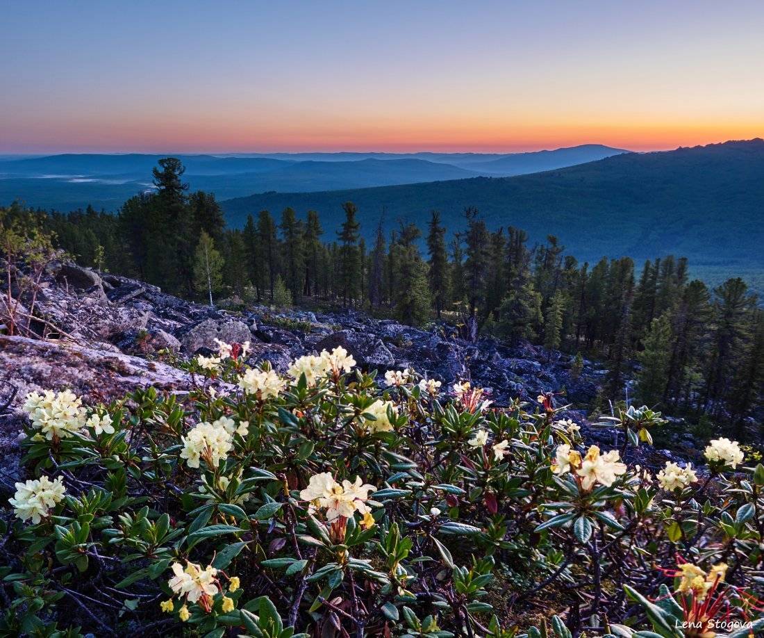 Горы, Закат, Кутурчиснкое белогорье, Рододендроны, Тайга, Лена Стогова