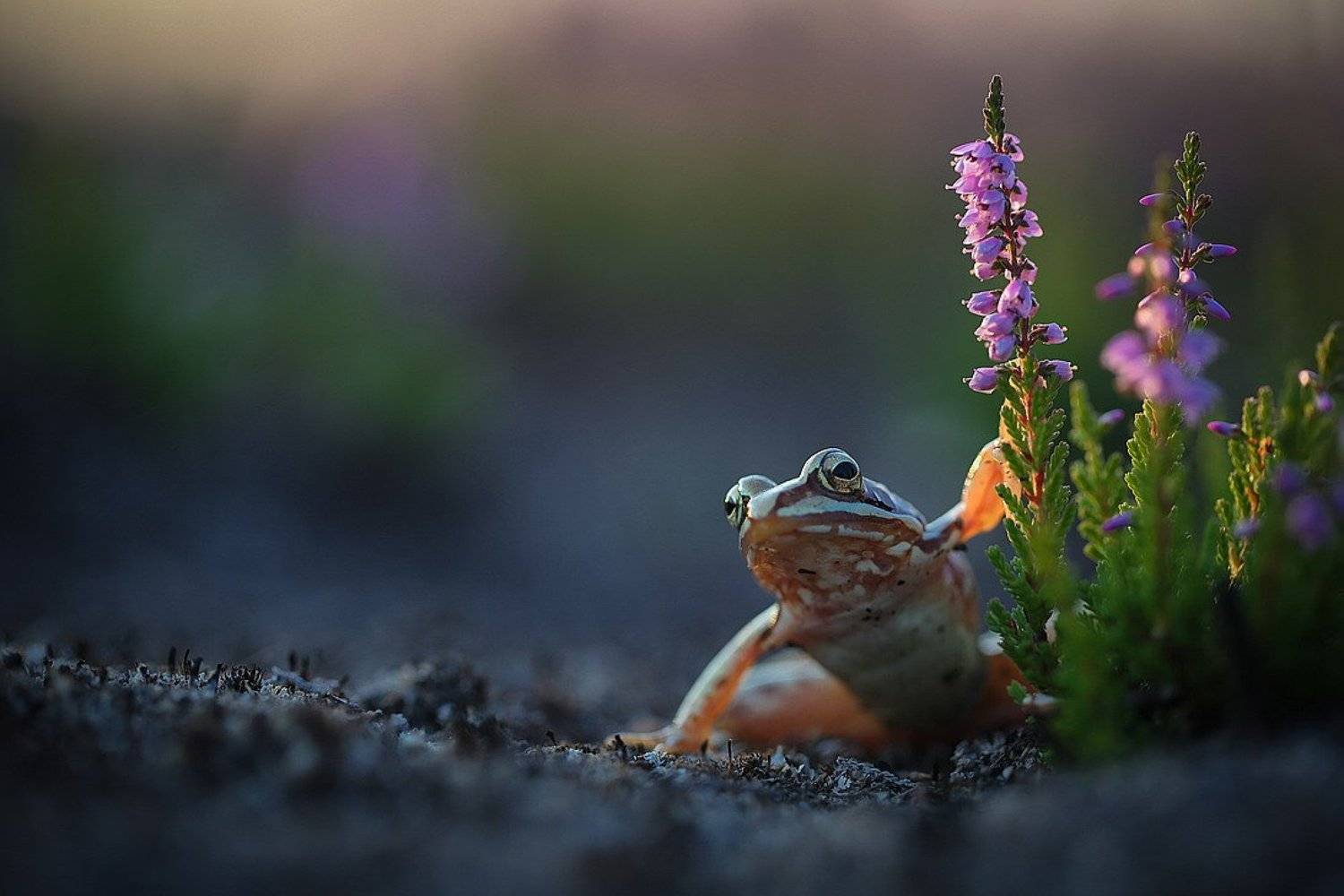 , Вячеслав Мищенко