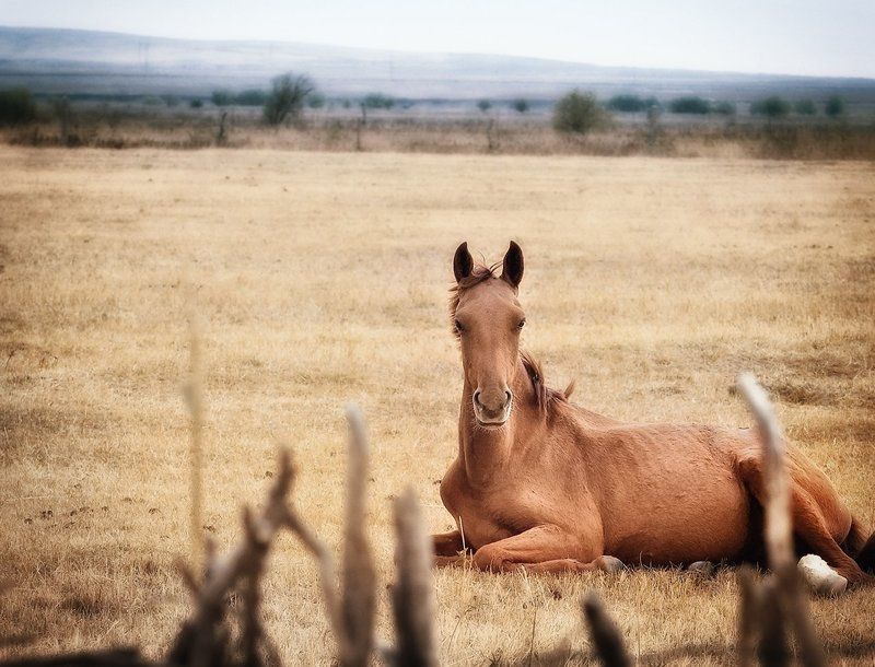 Сиеста. фото превью