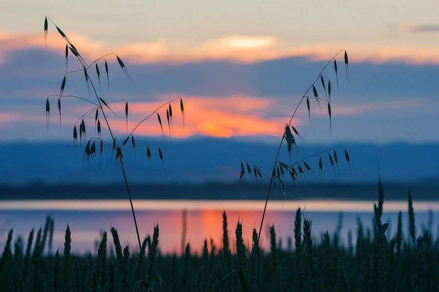 Природа, закат, озеро, горы, злаковые, пшеница, овес, небо, облака, Александр Кожухов