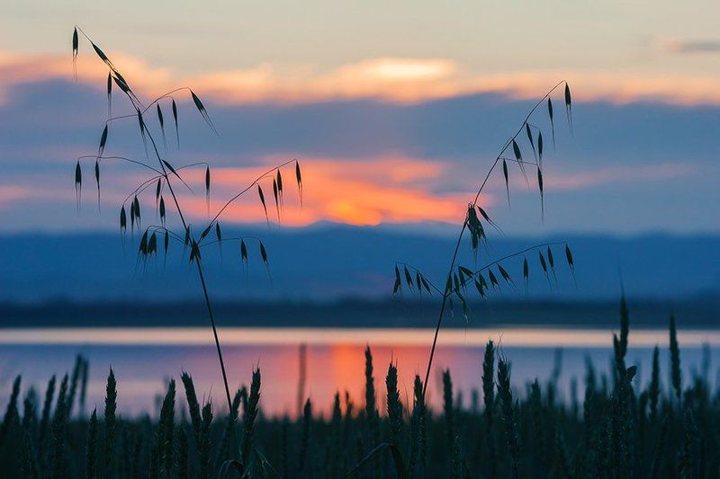 Природа, закат, озеро, горы, злаковые, пшеница, овес, небо, облака На закате фото превью
