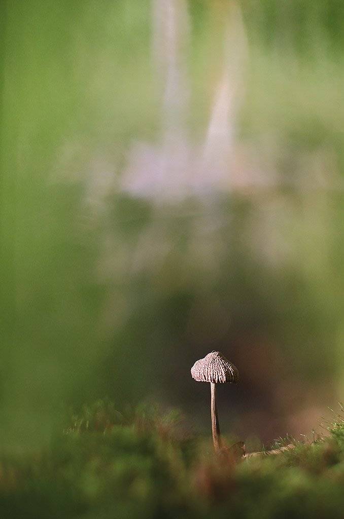 гриб,коричневый, молодой,растение, макро, трава, мох, почва, зеленые, желтые, листья, ветки, осень,лес, пейзаж, природа,разноцветные,торфяно-болотные,иглы, продовольствия, семян,, Виктор