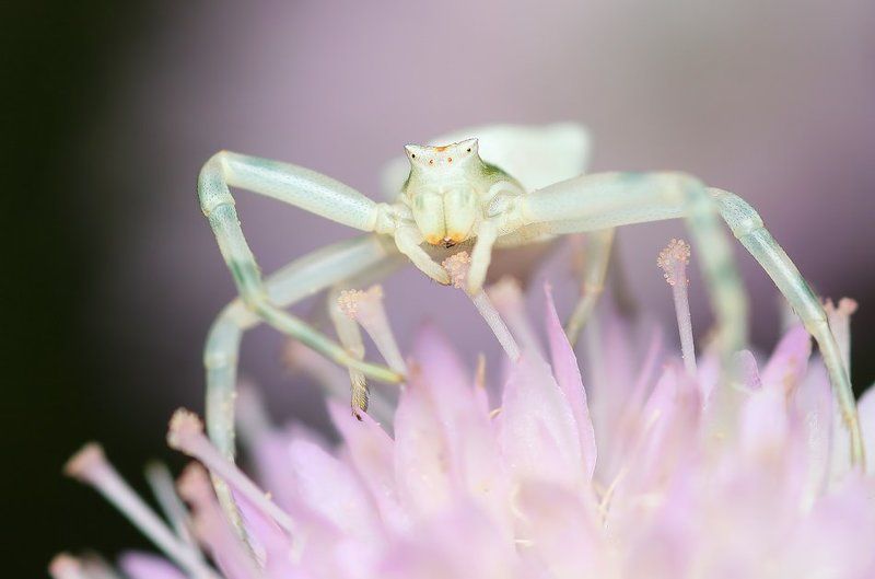 * фото превью