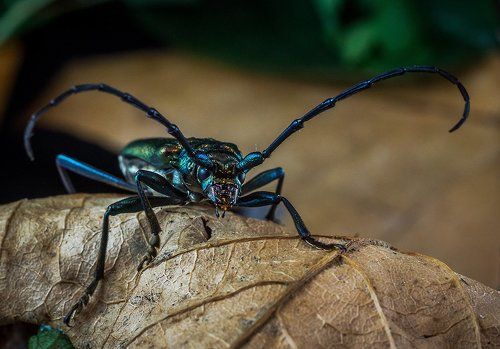 Шпанская мушка