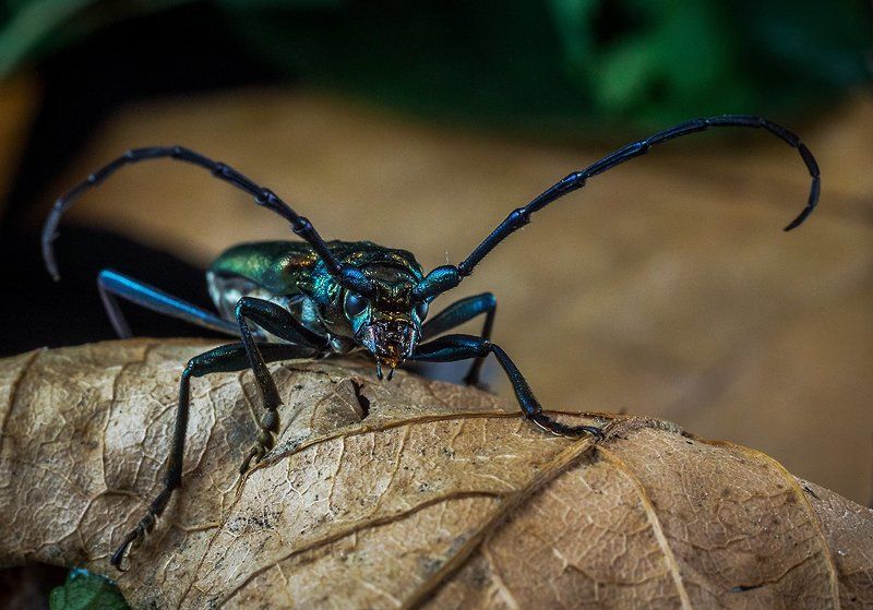 Жук, Лист, Макро, Усач, Усы, Шпанская мушка Шпанская мушка фото превью