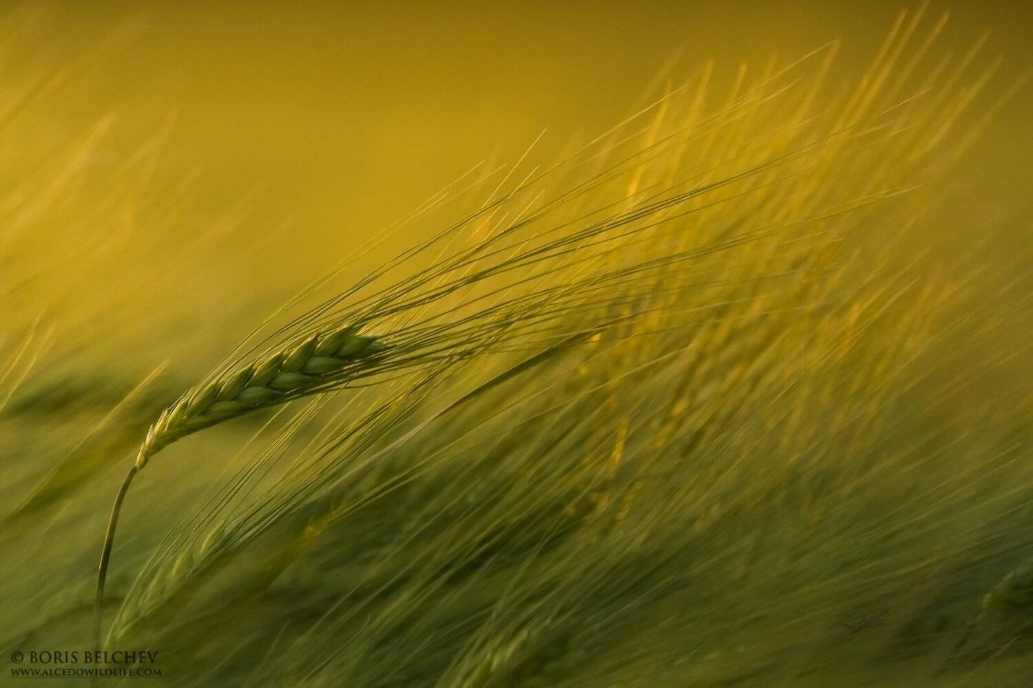 , Борис Белчев