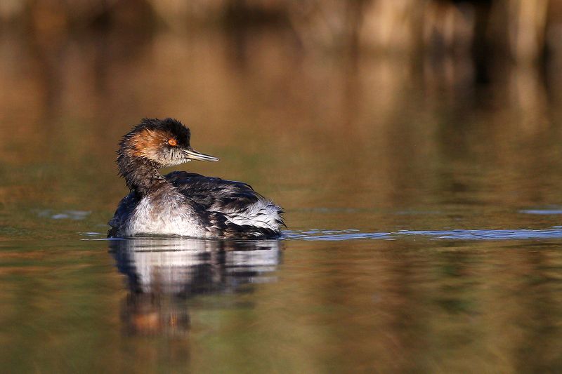 #birds, #fauna, #nature, #wildlife, #природа, #птицы, #фауна, #черношейная поганка Черношейная поганка фото превью