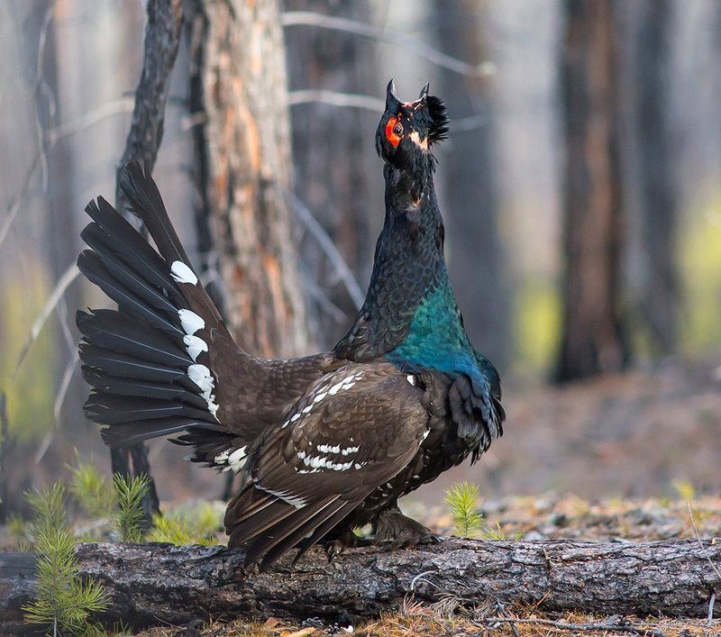 Боец фото превью