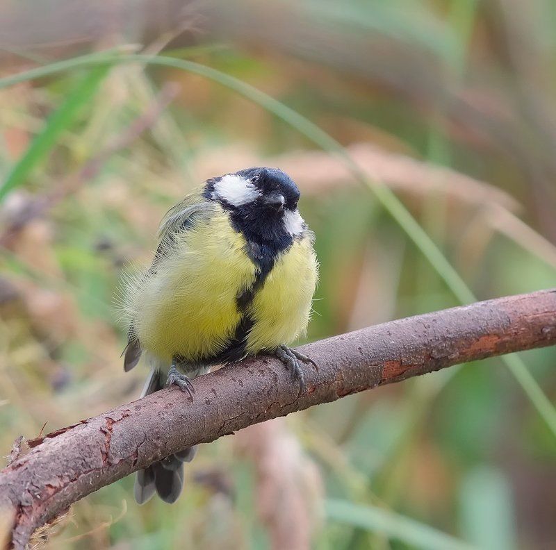 Ууух напугал... фото превью