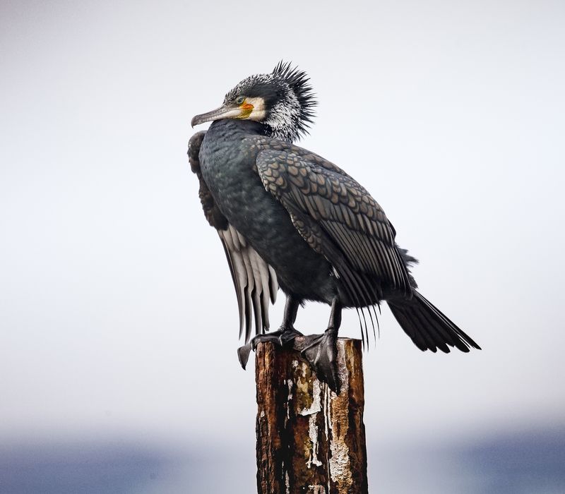 из бакланьей жизни фото превью