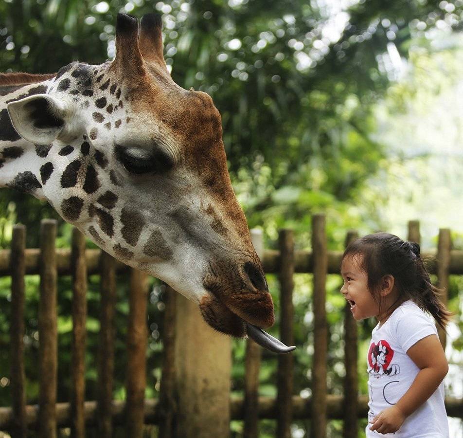 Девочка, Дети, Диалог, Жираф, Зоопарк, Разговор, Сингапур, Эмоция, Язык, ALLA SOKOLOVA