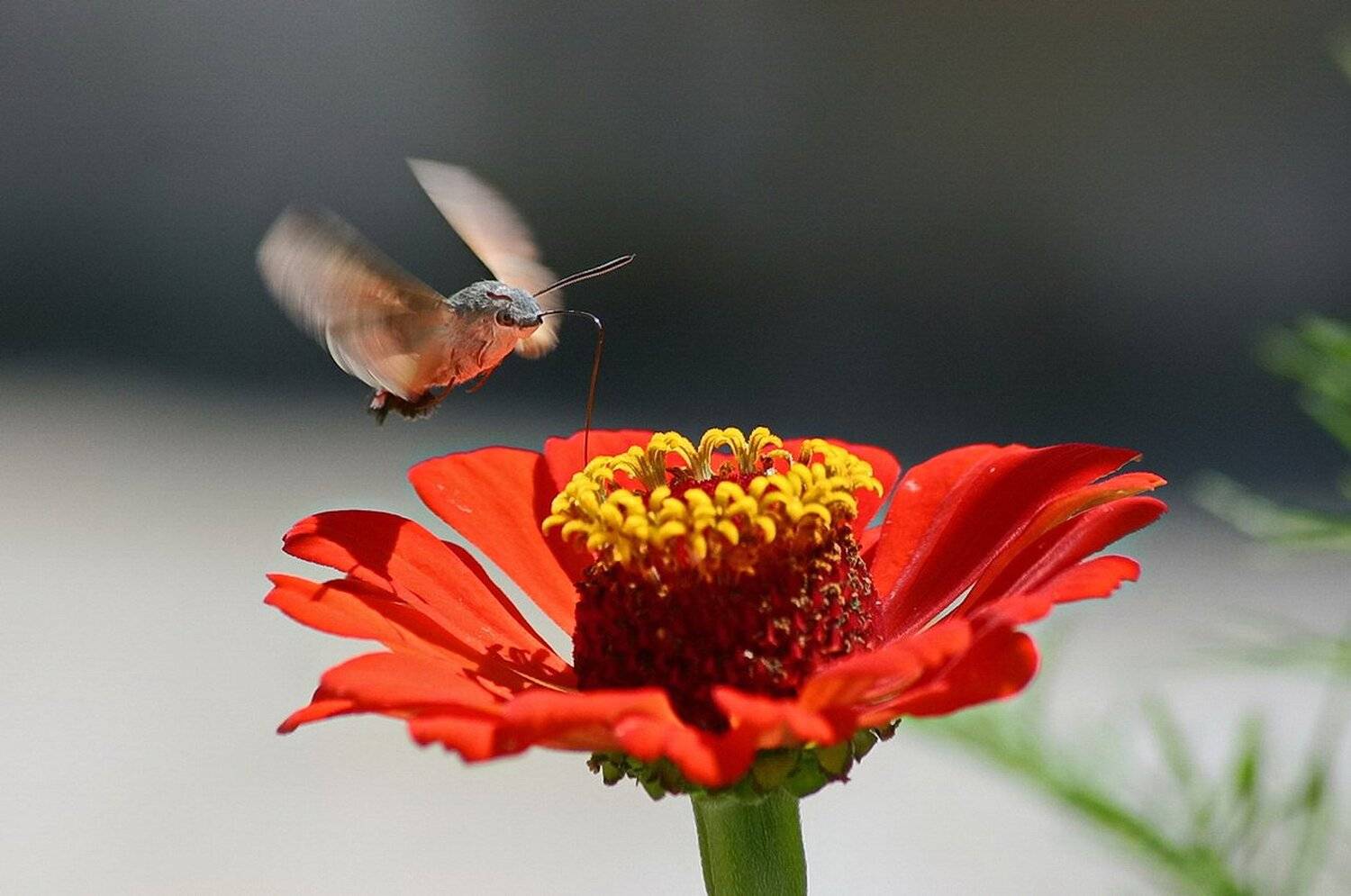 циния бражник.., Евгений Никишин