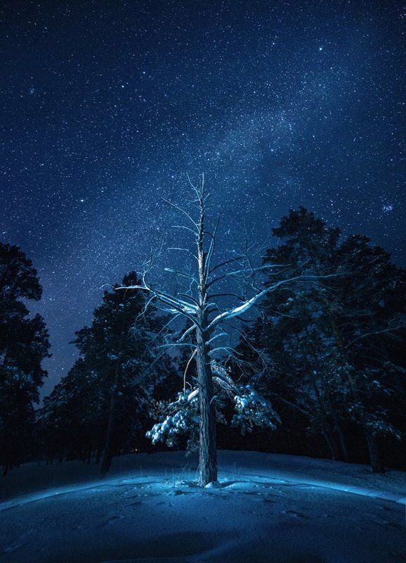 Сказка зимнего леса фото превью
