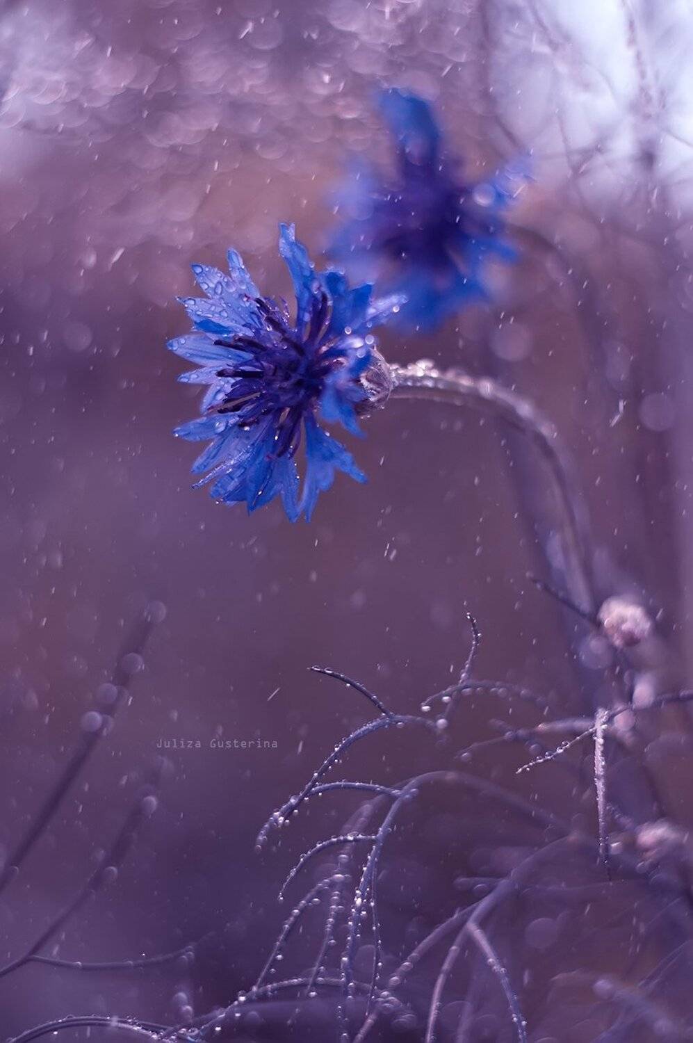 , Юлия Густерина