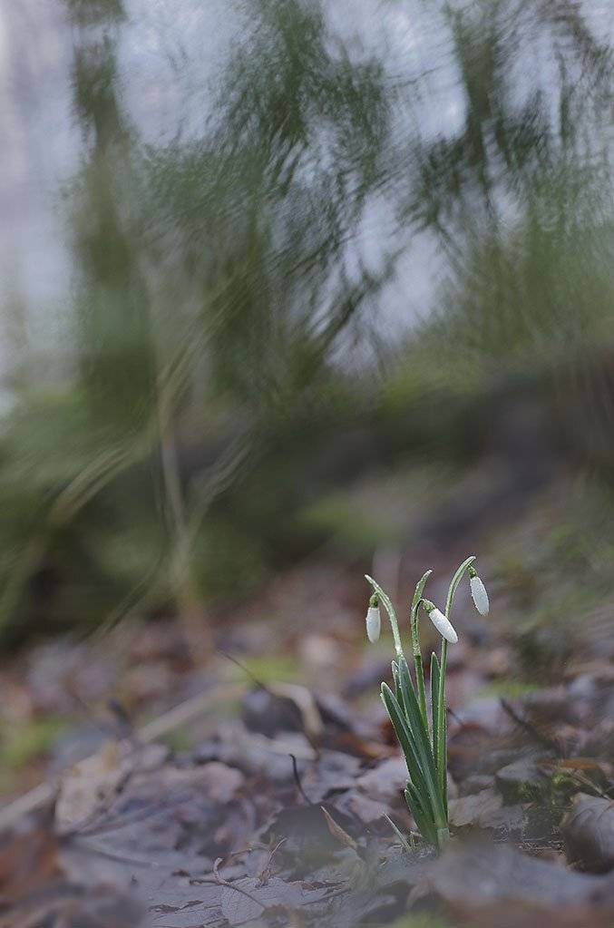 весна,цветы,подснежники,лес,погода,рано,первые,пасмурно,макро,красивый,цвет,свет,фото,белый,зеленый,серый., Виктор