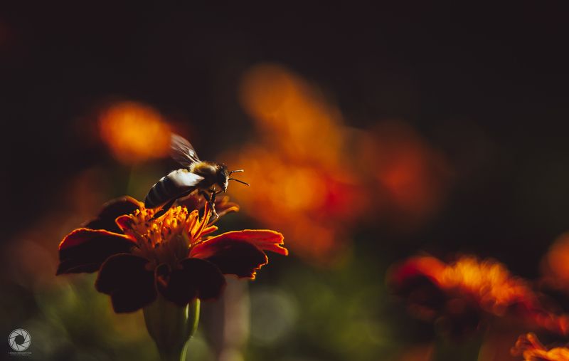 Бджілка фото превью