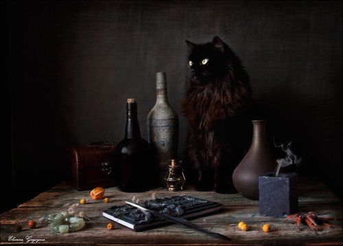 Будни кота Бегемота