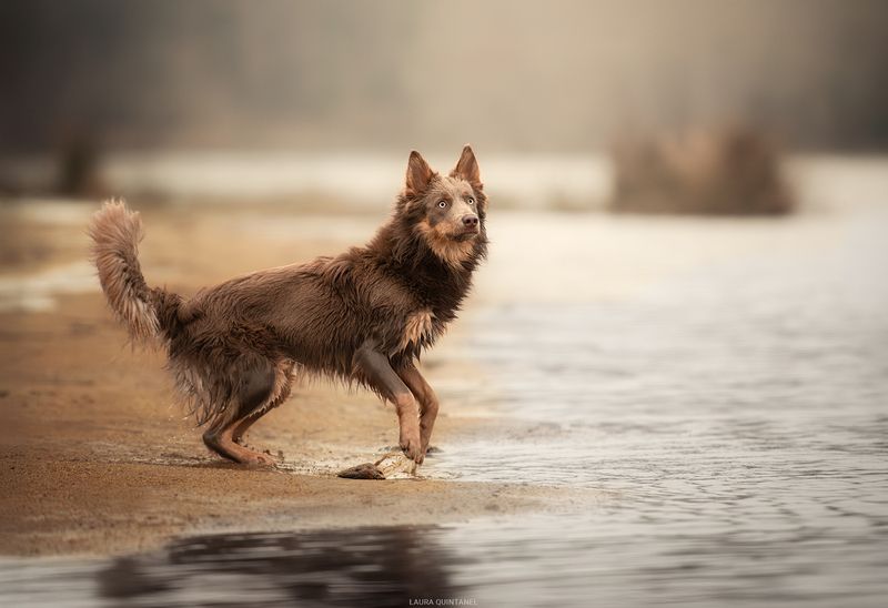 chien bordercollie L\'aventurière фото превью