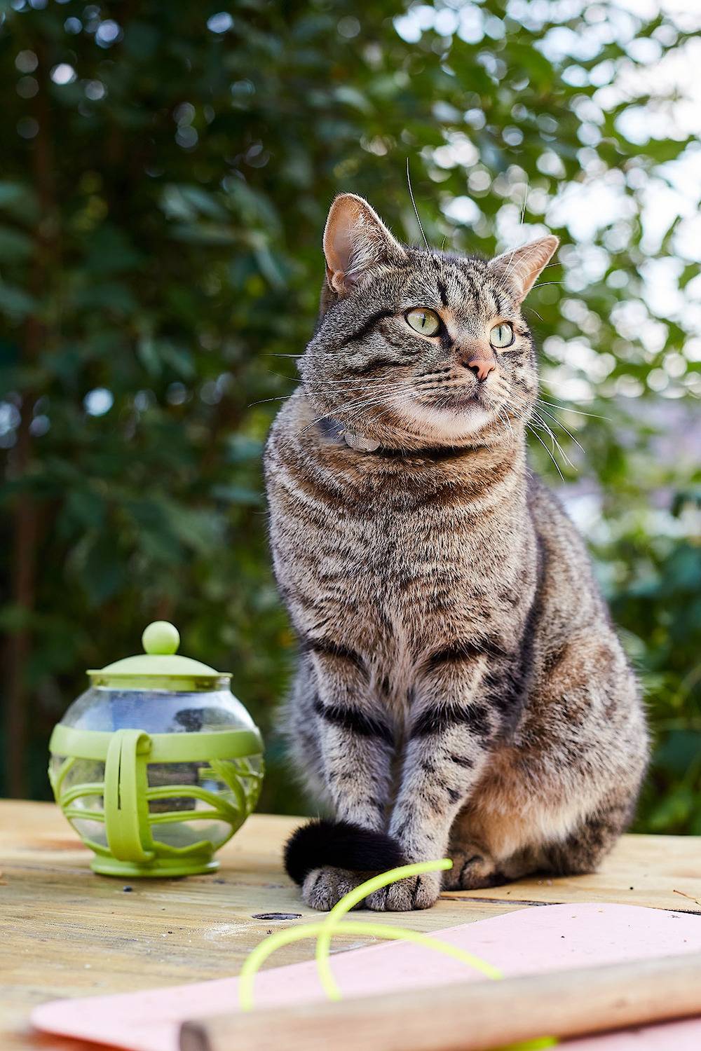 , Totoro