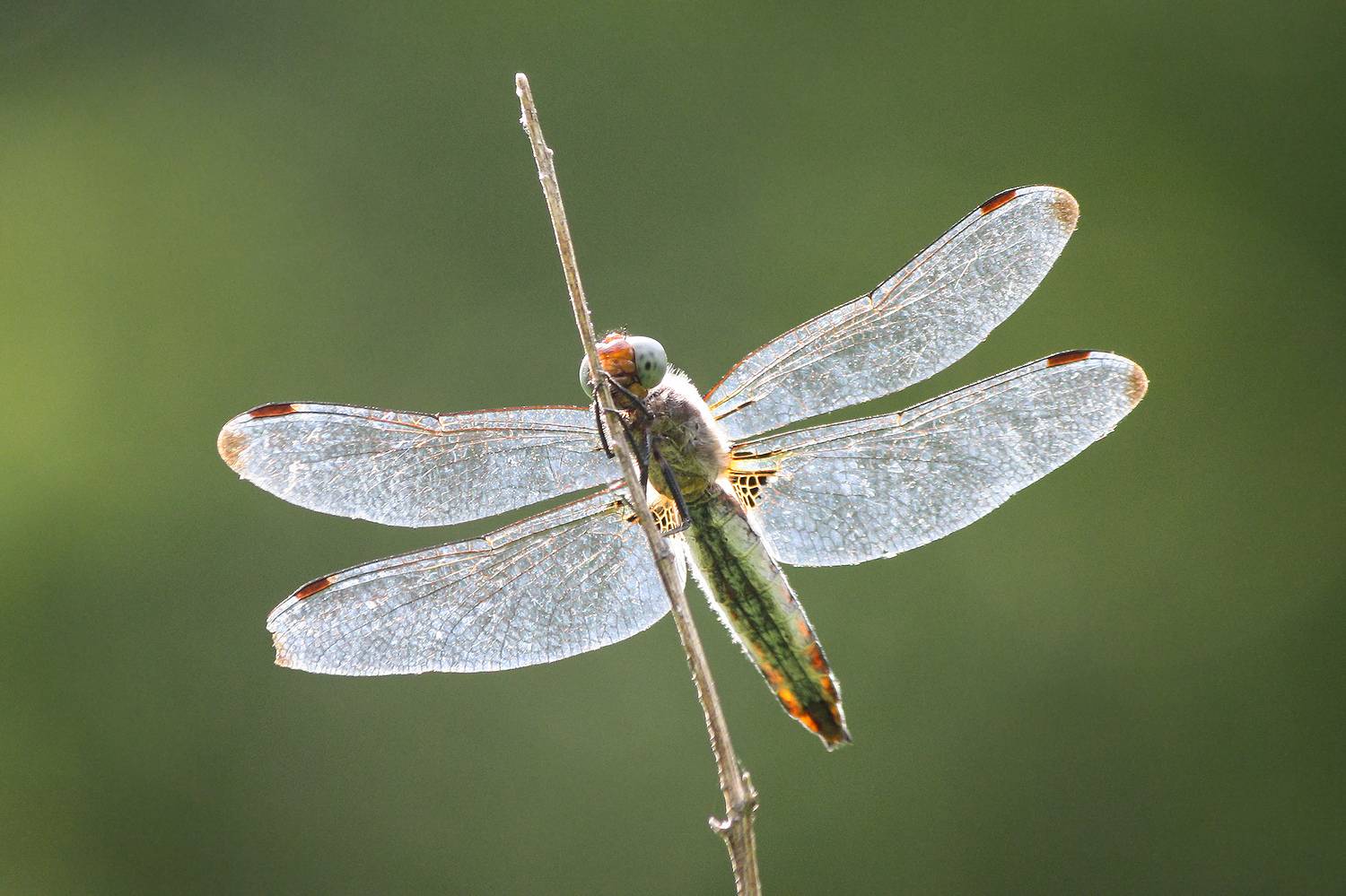 стрекоза, стрекоза обыкновенная, сжатобрюх обыкновенный, sympetrum vulgatum, КарОл
