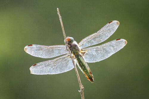 Стрекоза обыкновенная