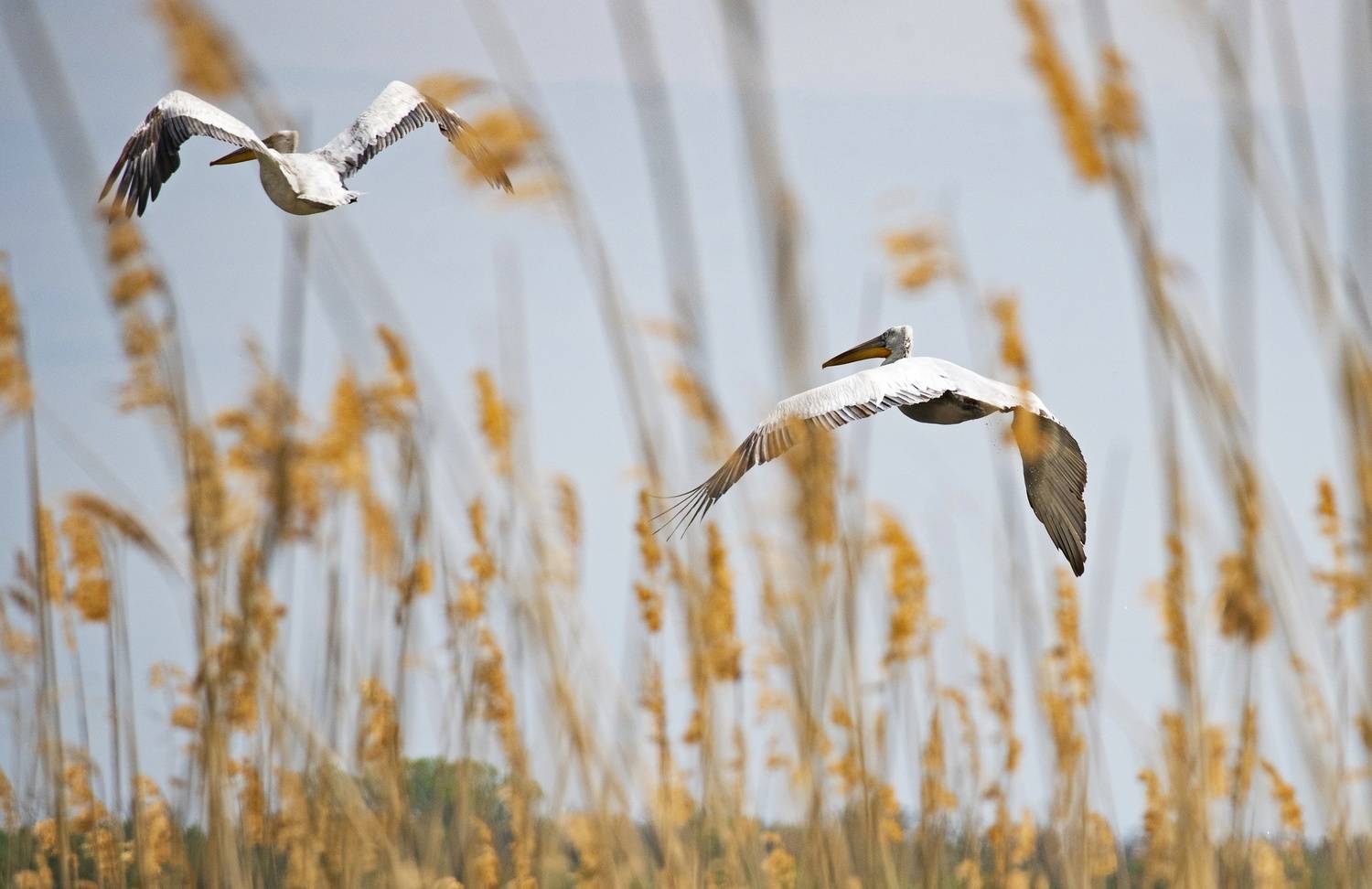 пеликан птицы, Gurdina Lena