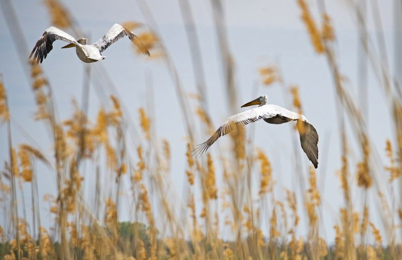 пеликан птицы Полет пеликанов фото превью