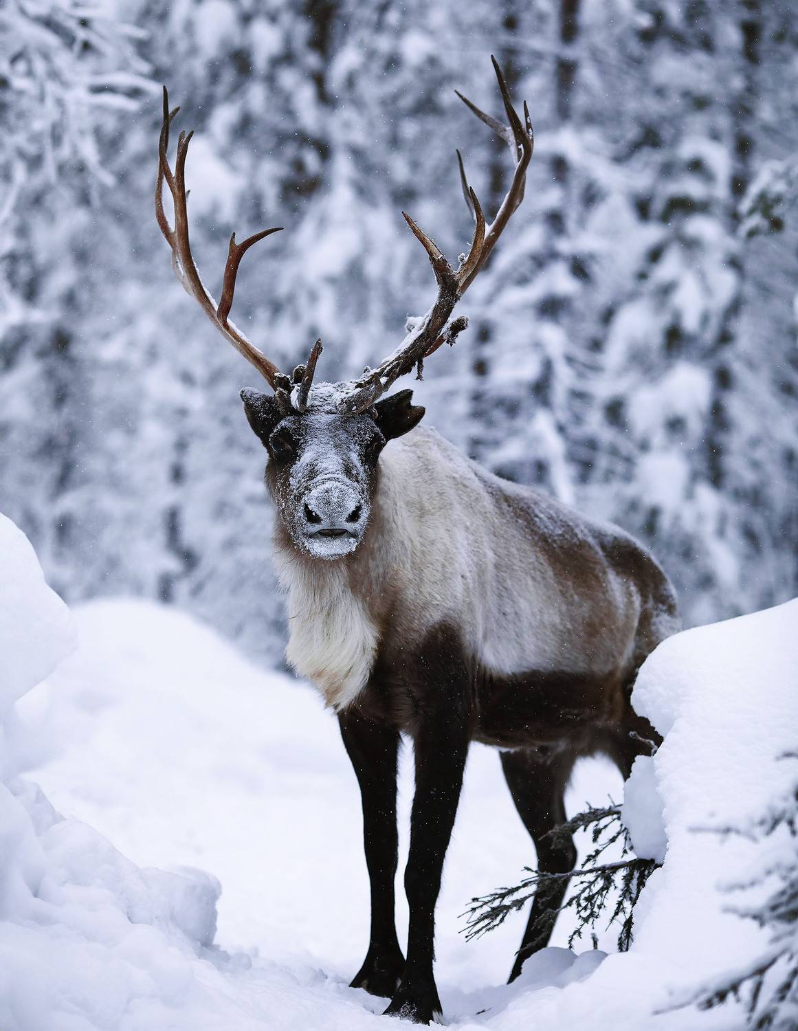 олень, северный, красавец, тайга, зима, природа,deer, north, beautiful, nature, Стукалова Юлия