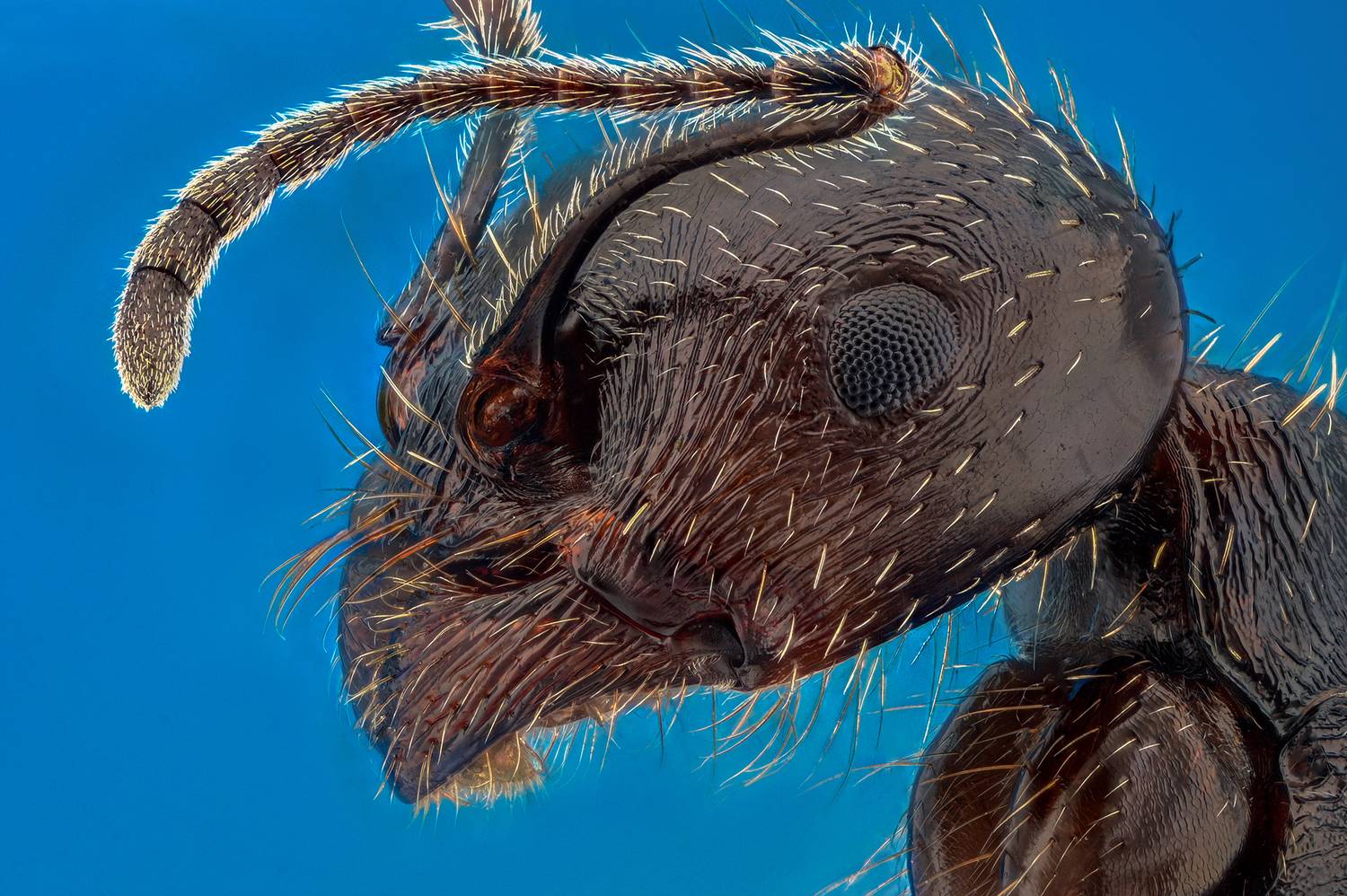 ceclii, macro, Ganev Tsvetan