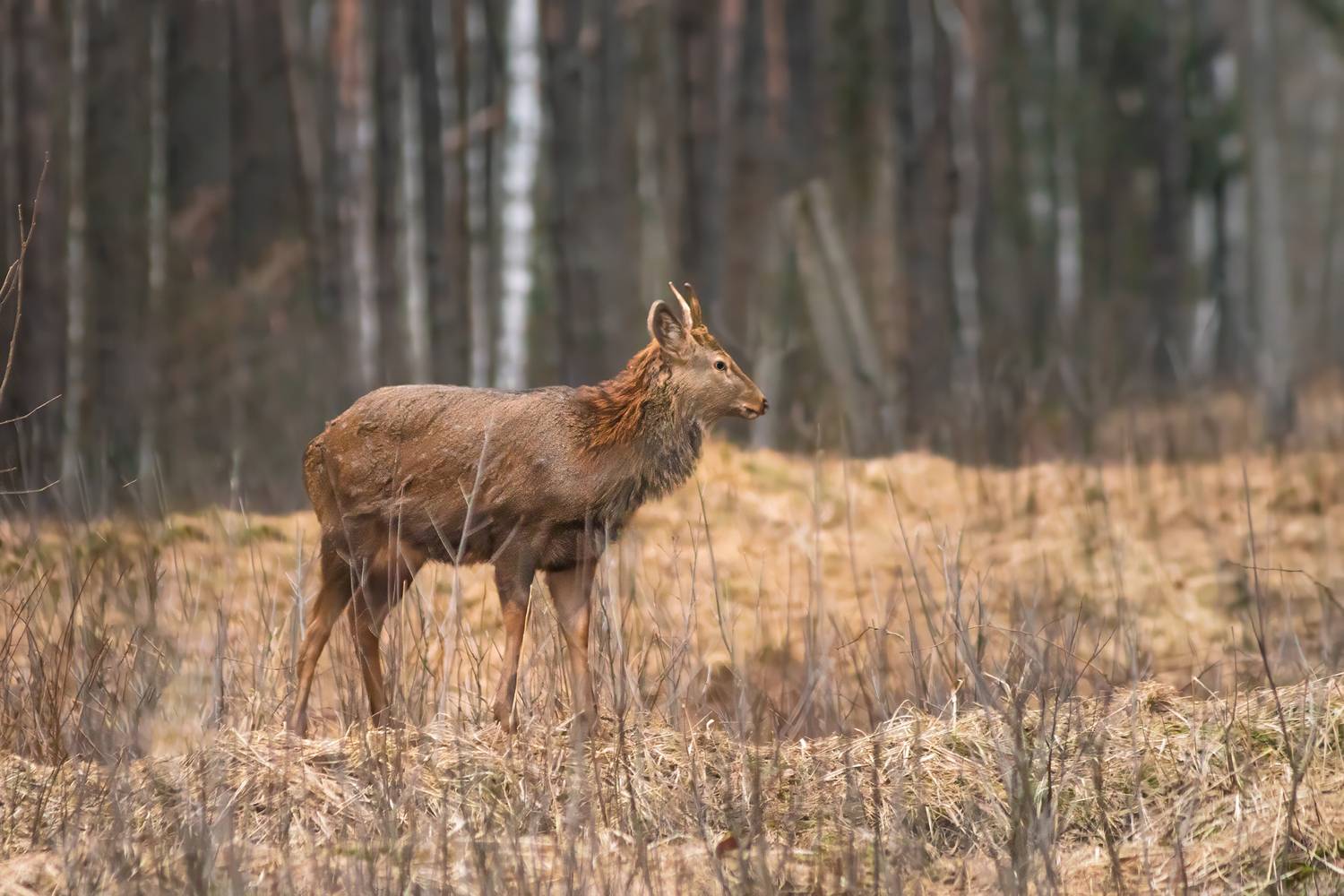 животные, олень, природа, дикая природа, wildlife, canon, Пронин Денис