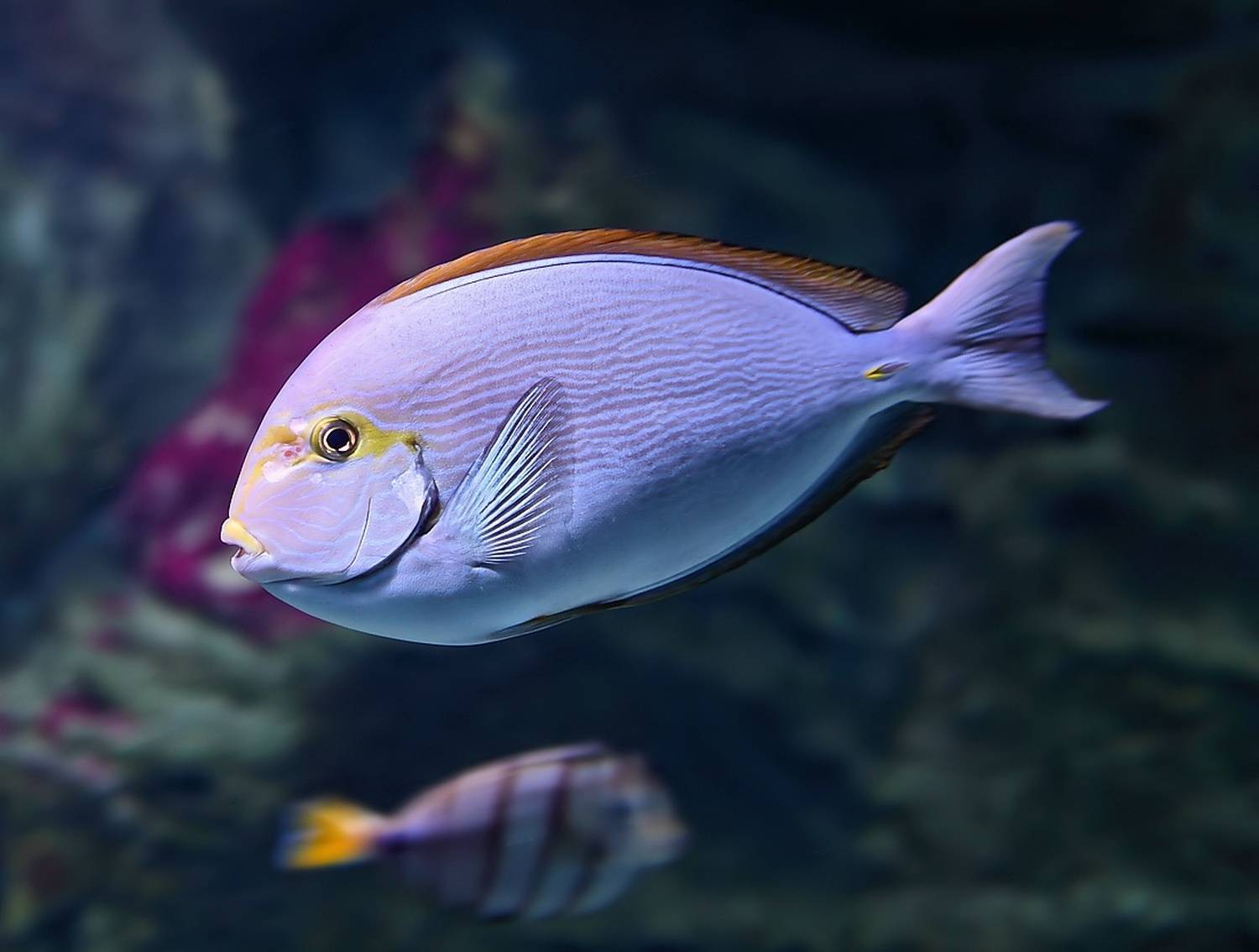 , Юрий Бувин