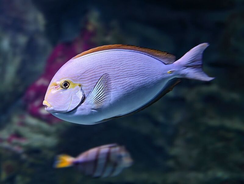 Красавчик фото превью