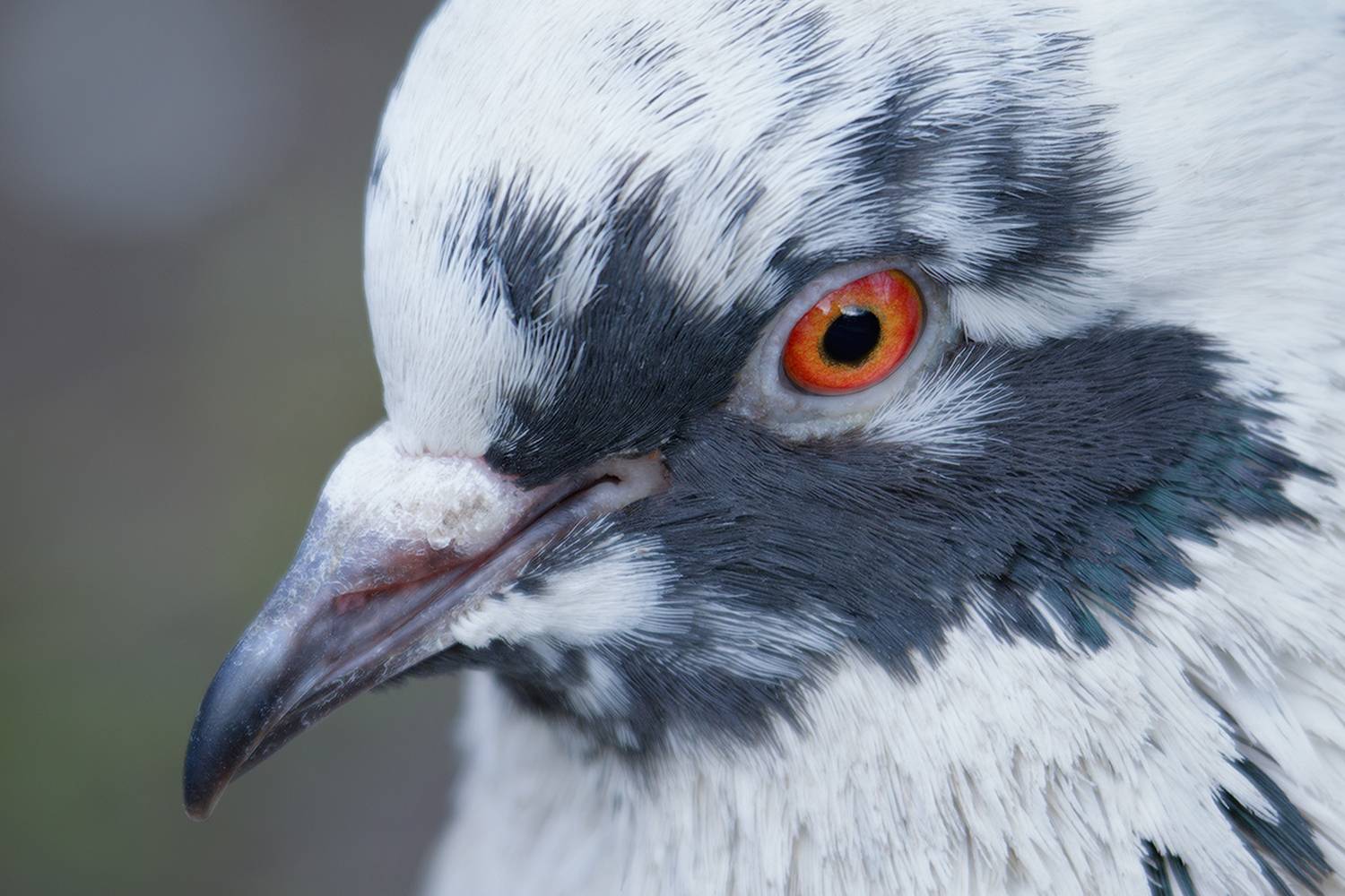 голубь, птица, калининград, dove, bird , Хилько Марина
