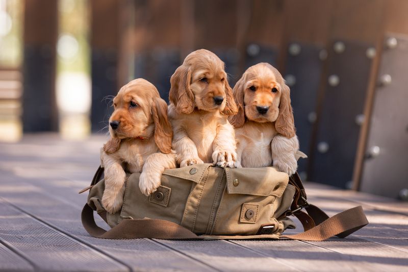 Три девицы фото превью