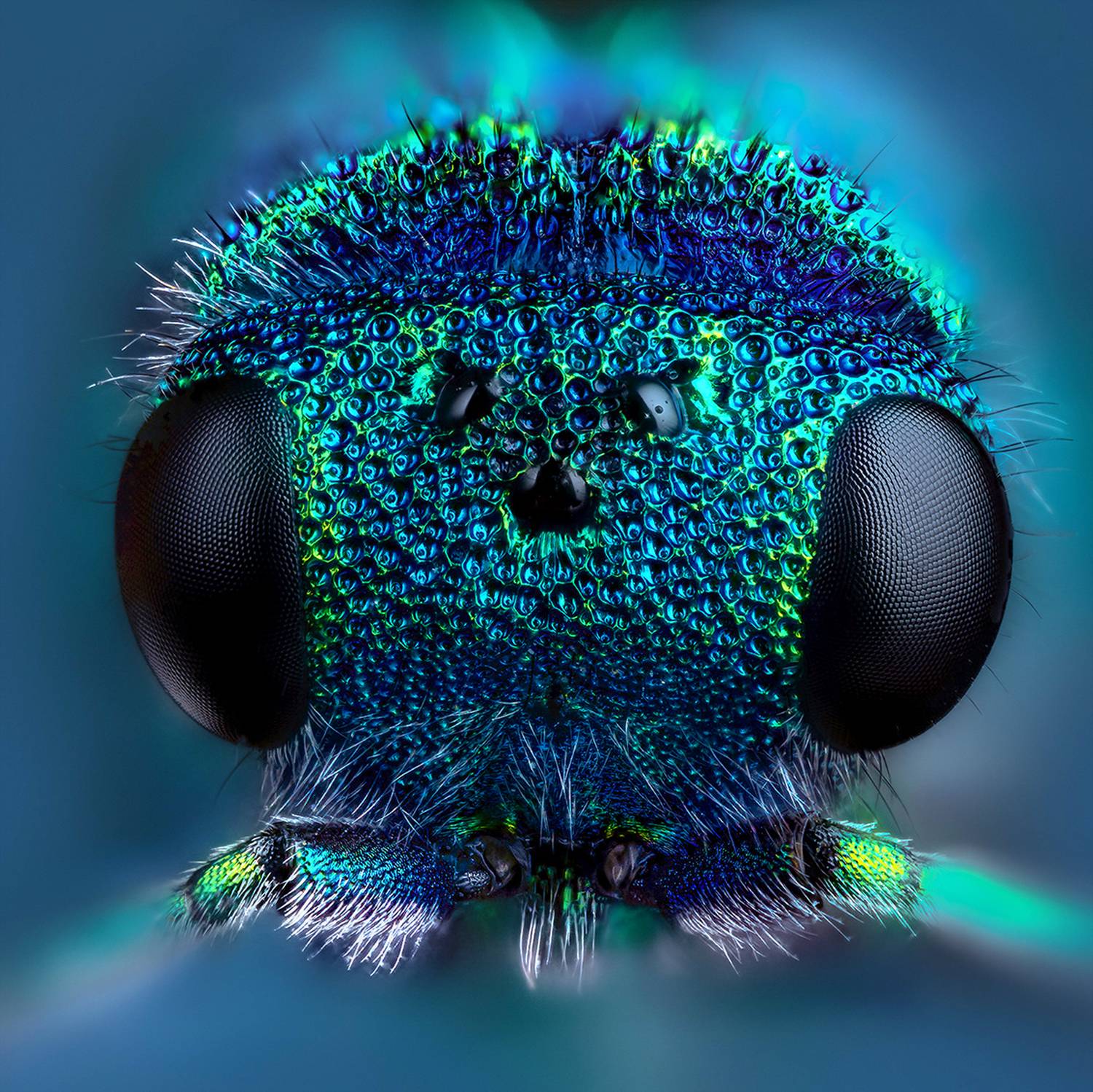 hymenoptera, pseudomalus auratus, оса блестянка, Eugenijus Kavaliauskas