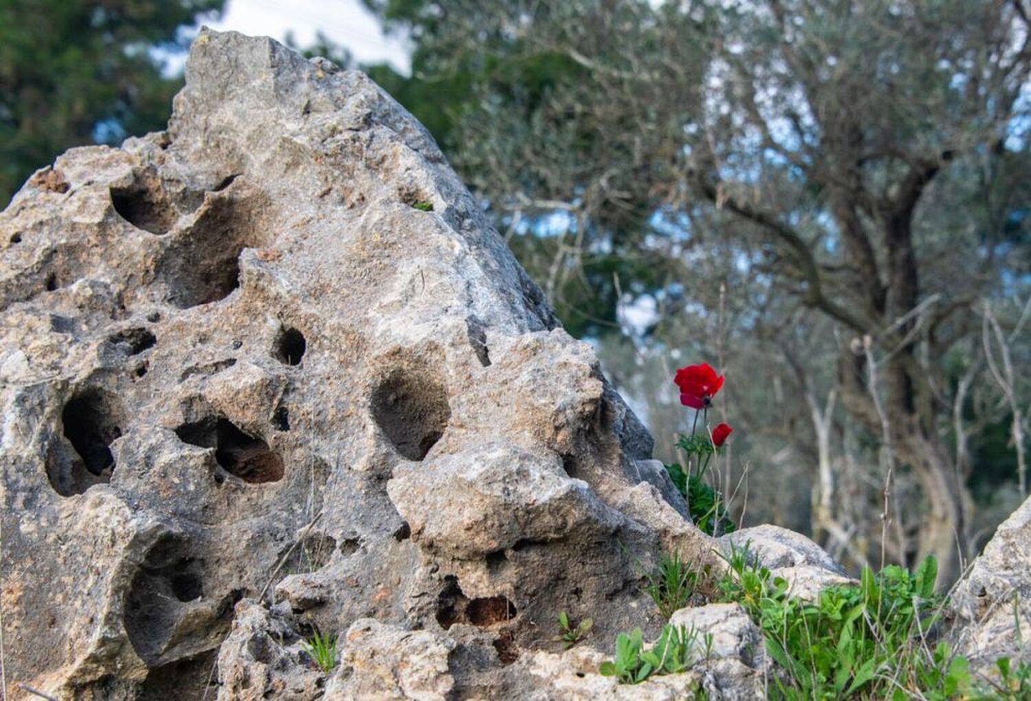 , Vladimir Bragilevsky