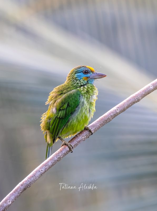 Желтолобый бородастик (Yellow-fronted Barbet) фото превью