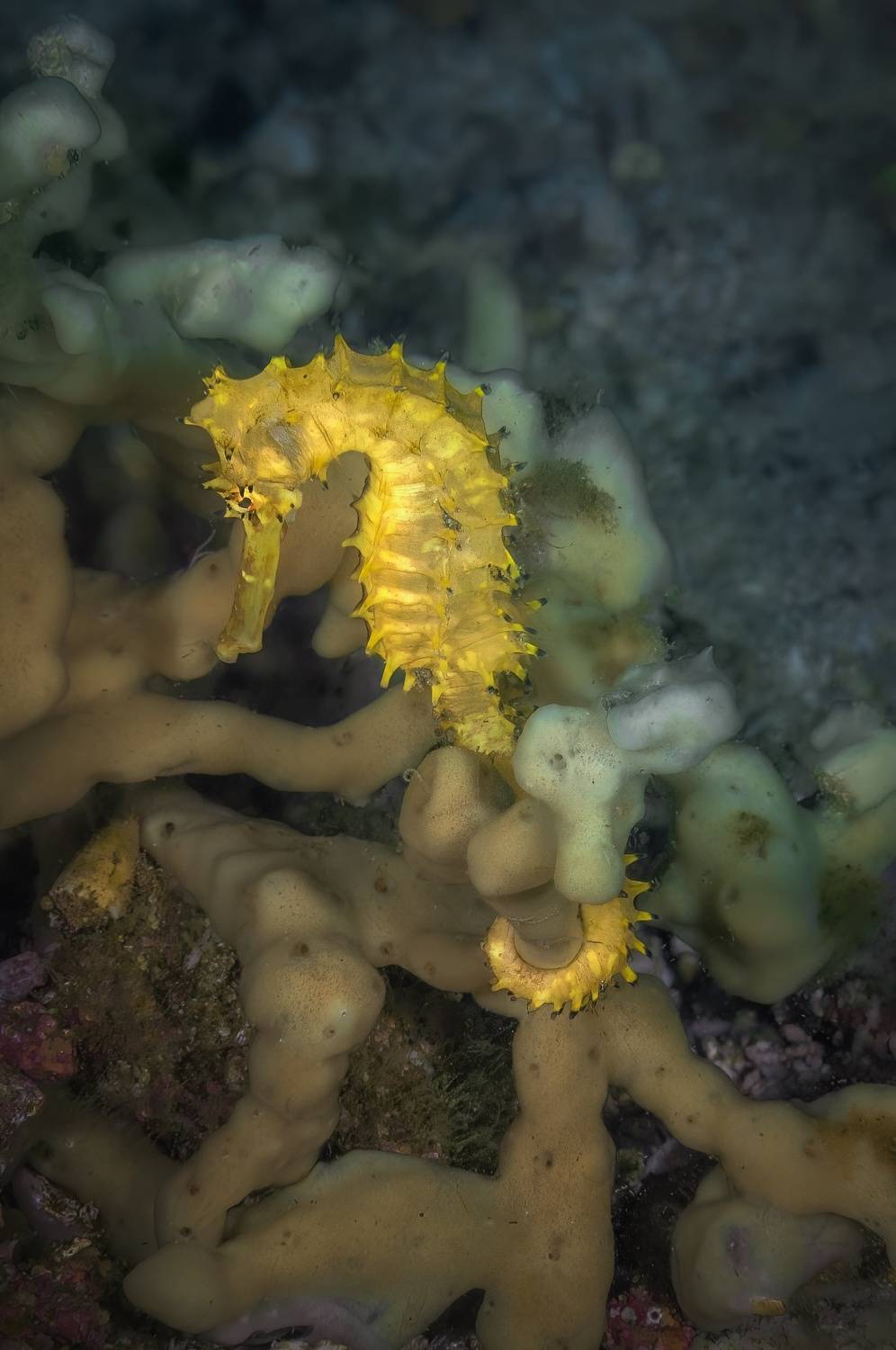 колючий морской конек, hippocampus histrix, malapascua island, philippines, малапаскуа, филиппины, Булгаков Сергей