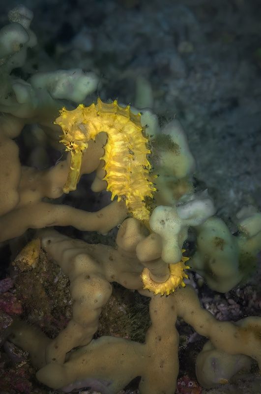 колючий морской конек, hippocampus histrix, malapascua island, philippines, малапаскуа, филиппины Колючий морской конек фото превью